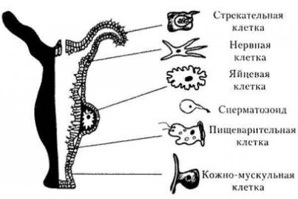 Kraken адрес