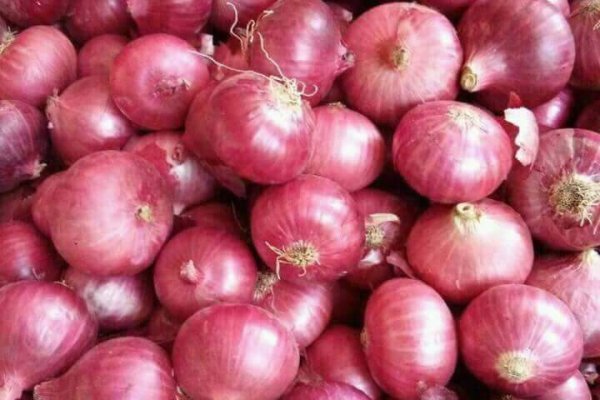 Rutor форум onion